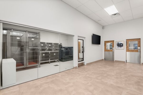Clean, modern veterinary kennel area with glass-fronted enclosures and a bright, spacious hallway.
